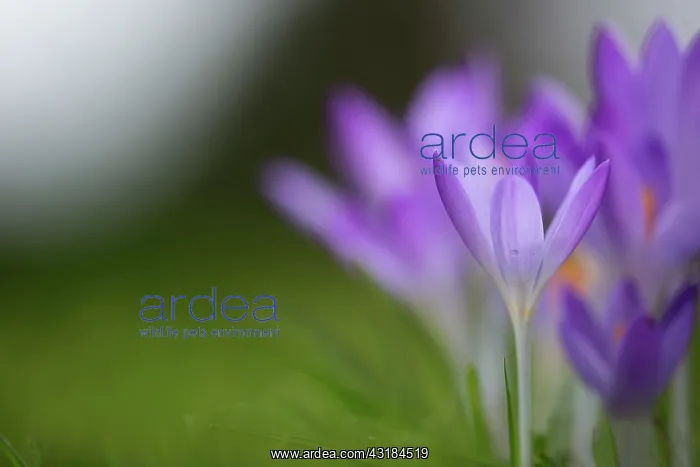 : Crocus tommasinianus Barr's purple, Close side : Crocus tommasinianus Barr's purple, Close side