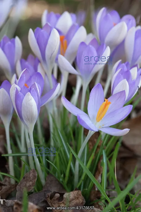 : Crocus tommasinianus Purple haze, Side view of : Crocus tommasinianus Purple haze, Side view of