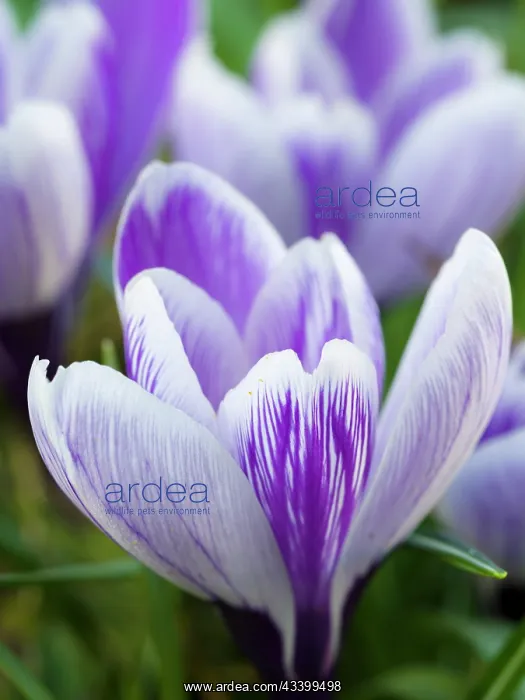 : Crocus, variety Pickwick, Germany : Crocus, variety Pickwick, Germany