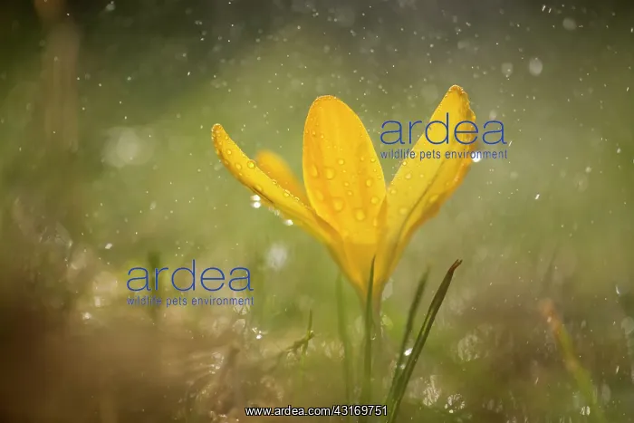 : Crocus, yellow flower during rain shower : Crocus, yellow flower during rain shower
