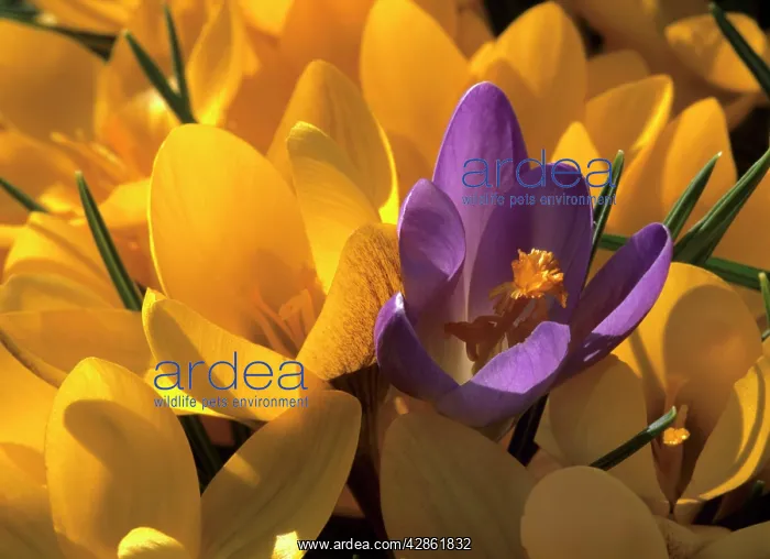 : Crocus yellow and violet blossoms : Crocus yellow and violet blossoms