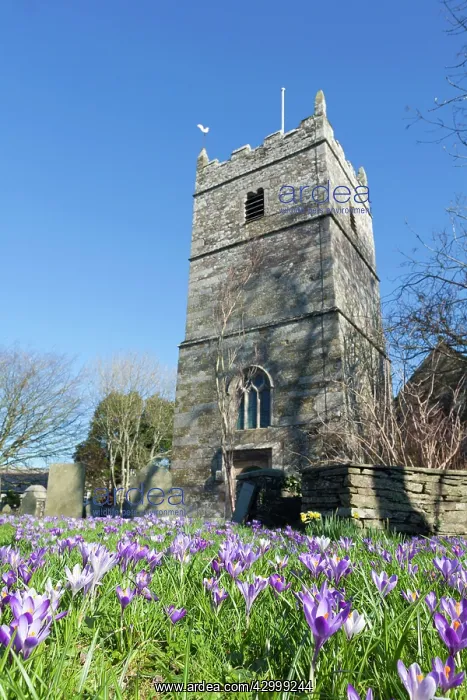  : Crocuses St Teath Churchyard, Cornwall, UK