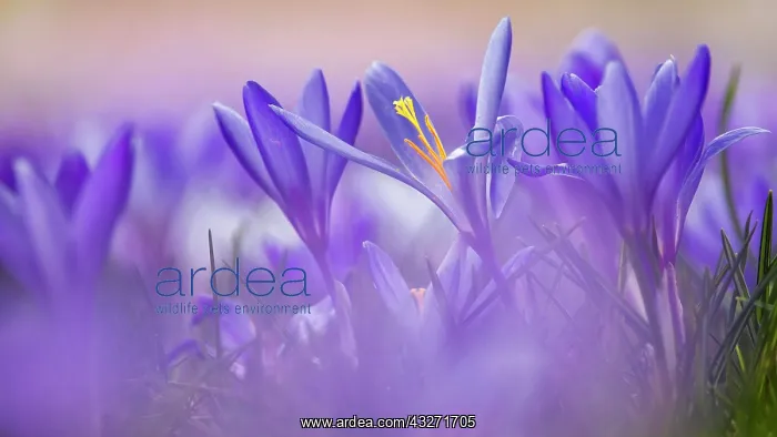  : Crocuses (Crocus) Dessau- Worlitzer Gartenreich