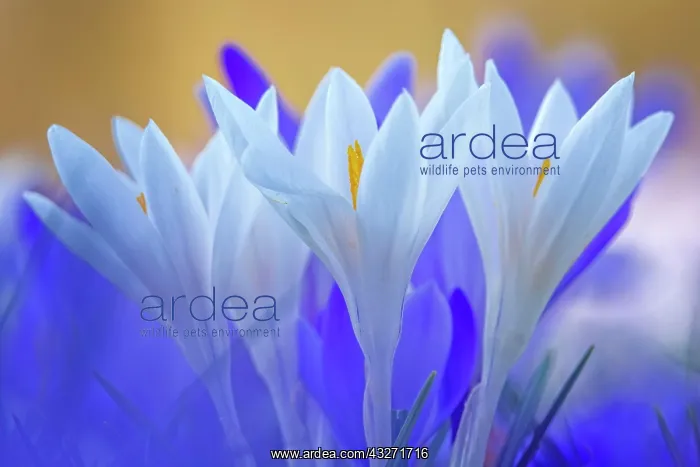 : Crocuses (Crocus) Dessau- Worlitzer Gartenreich : Crocuses (Crocus) Dessau- Worlitzer Gartenreich