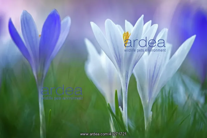 : Crocuses (Crocus) Dessau- Worlitzer Gartenreich : Crocuses (Crocus) Dessau- Worlitzer Gartenreich