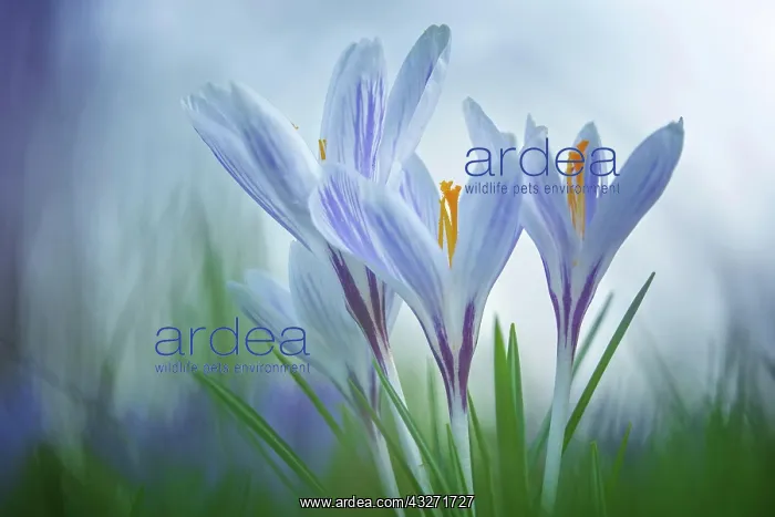 : Crocuses (Crocus) Dessau- Worlitzer Gartenreich : Crocuses (Crocus) Dessau- Worlitzer Gartenreich