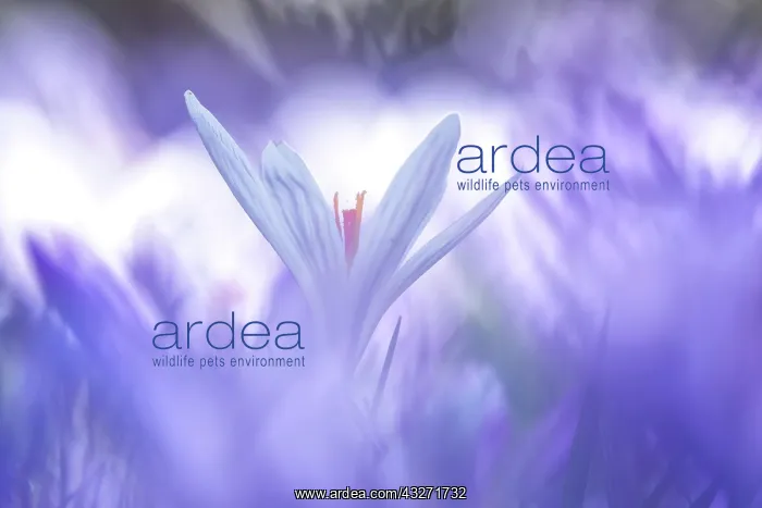 : Crocuses (Crocus) Dessau- Worlitzer Gartenreich : Crocuses (Crocus) Dessau- Worlitzer Gartenreich