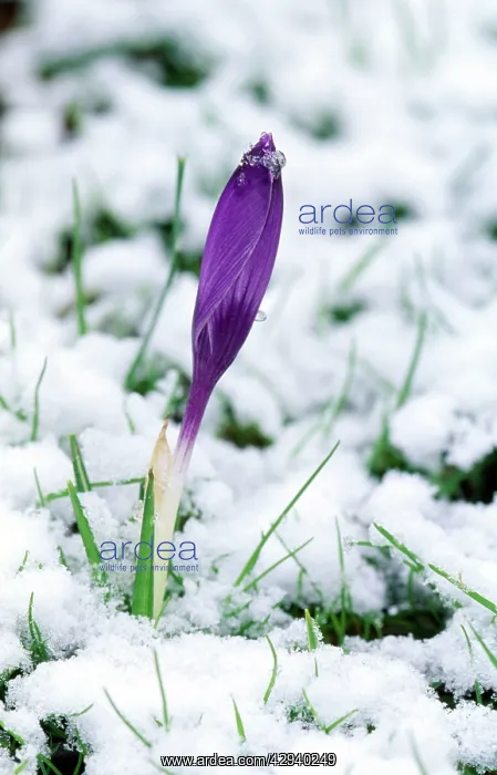  : CROCUSES - In the snow