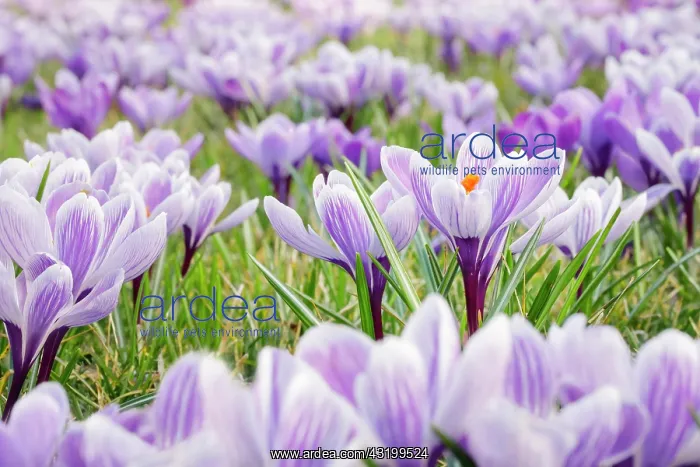 : Crocuses in spring : Crocuses in spring