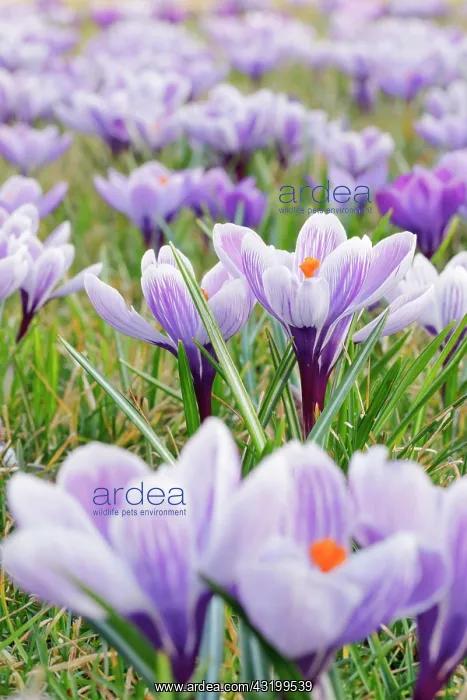 : Crocuses in spring : Crocuses in spring