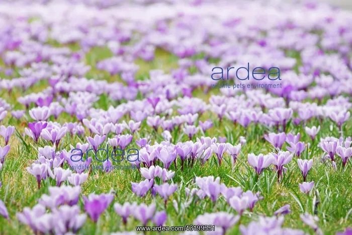 : Crocuses in spring : Crocuses in spring