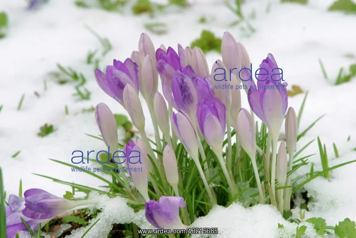 : Crocusses in snow : Crocusses in snow