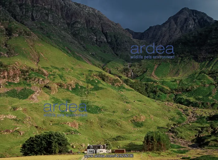 : Croft at foot of Mountains : Croft at foot of Mountains