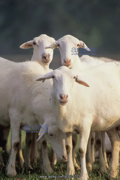  : Croix sheep