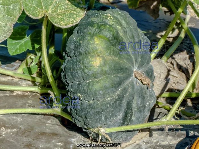 : Crookneck squash Fagtong Thong Amphan (346), Cucurbita : Crookneck squash Fagtong Thong Amphan (346), Cucurbita