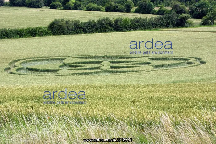 : Crop Circle - in cornfield : Crop Circle - in cornfield