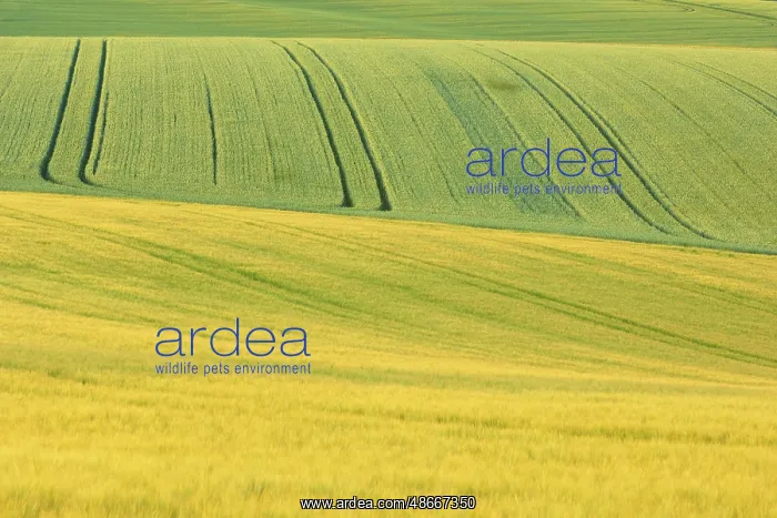 : Crop field barley, early summer, Spessart, Bavaria, Germany : Crop field barley, early summer, Spessart, Bavaria, Germany