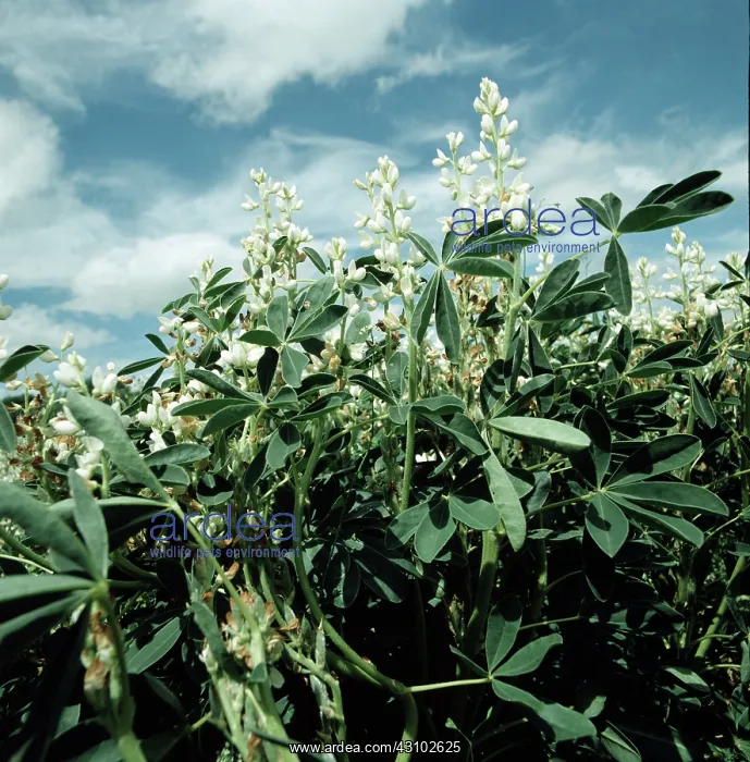 : Crop lupins in flower : Crop lupins in flower