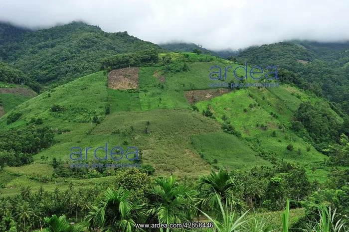 : crop plantation on deforested area : crop plantation on deforested area