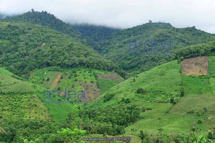 : crop plantation on deforested area : crop plantation on deforested area