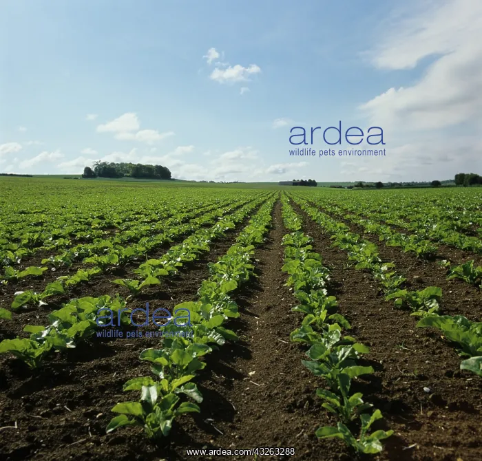 : Crop of Sugar Beets (Beta vulgaris) : Crop of Sugar Beets (Beta vulgaris)