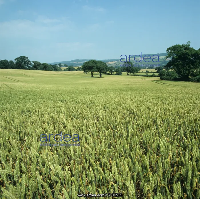 : Crop of wheat in green ear : Crop of wheat in green ear