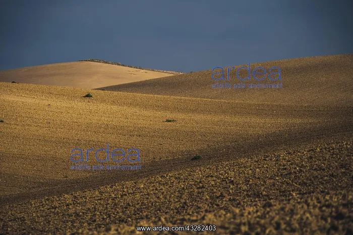  : Cropland located on hills, Southern Italy, Italy