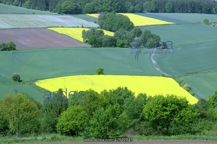 : Crops - cereal and oil-rape seed crops on hill land : Crops - cereal and oil-rape seed crops on hill land