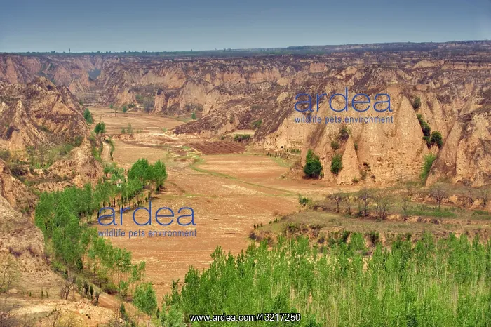 : Crops and trees at Yellow River Valley : Crops and trees at Yellow River Valley