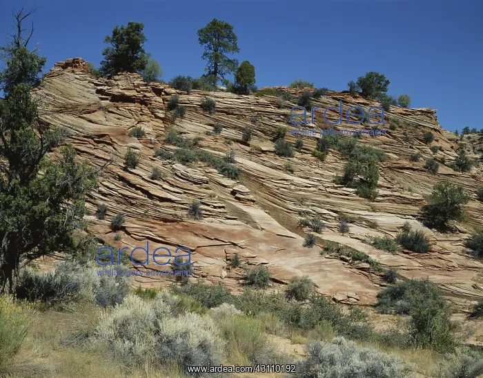 : Cross-bedded Sandstone : Cross-bedded Sandstone