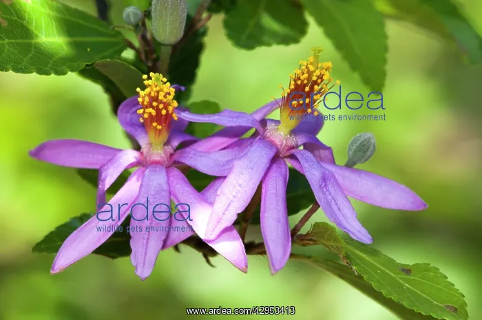 : Cross-berry Flowers - bark and leaves with medicinal : Cross-berry Flowers - bark and leaves with medicinal