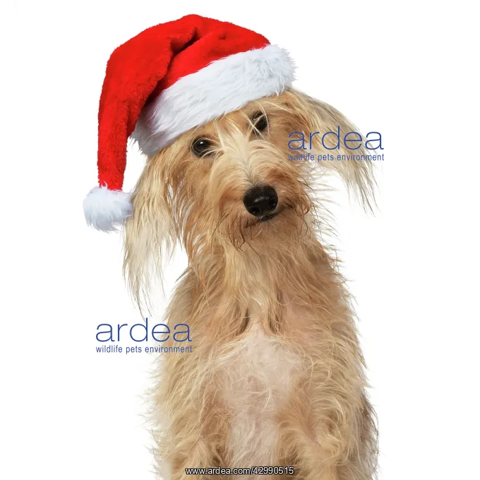 : Cross Breed Dog, head on one side, wearing Christmas hat : Cross Breed Dog, head on one side, wearing Christmas hat