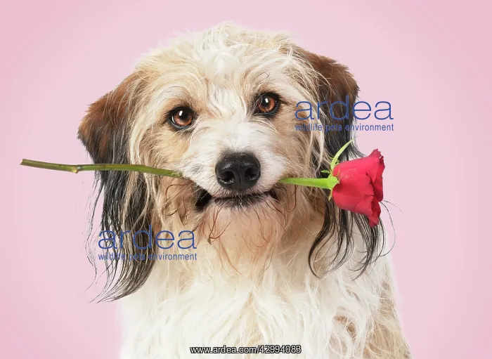 : Cross breed Dog holding a red rose in its mouth : Cross breed Dog holding a red rose in its mouth