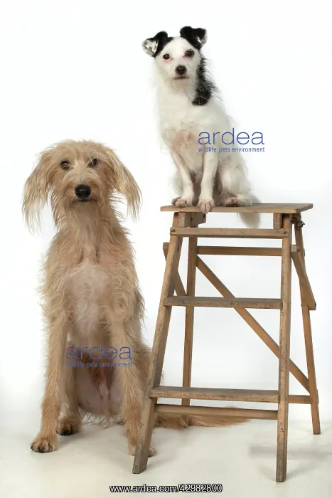  : Cross Breed dog and Jack Russell Terrier in the studio