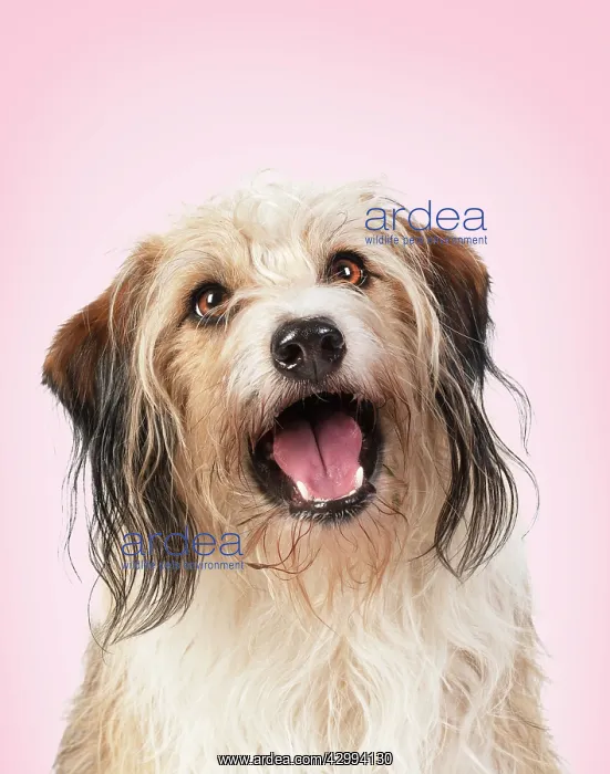 : Cross Breed Dog, mouth open, pink background : Cross Breed Dog, mouth open, pink background