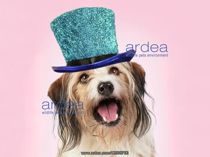 : Cross Breed Dog, mouth open, pink background wearing : Cross Breed Dog, mouth open, pink background wearing