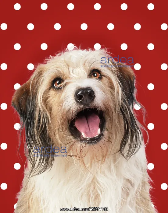 : Cross Breed Dog, mouth open, polka dot background : Cross Breed Dog, mouth open, polka dot background