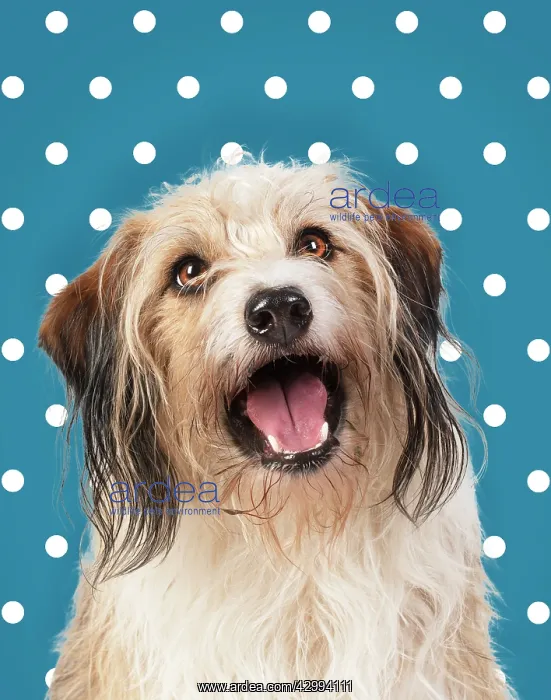 : Cross Breed Dog, mouth open, polka dot background : Cross Breed Dog, mouth open, polka dot background