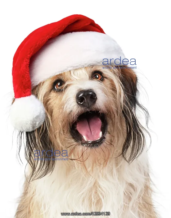 : Cross Breed Dog, mouth open, wearing Christmas hat : Cross Breed Dog, mouth open, wearing Christmas hat
