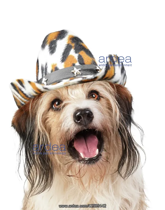 : Cross Breed Dog, mouth open, wearing cowboy hat : Cross Breed Dog, mouth open, wearing cowboy hat
