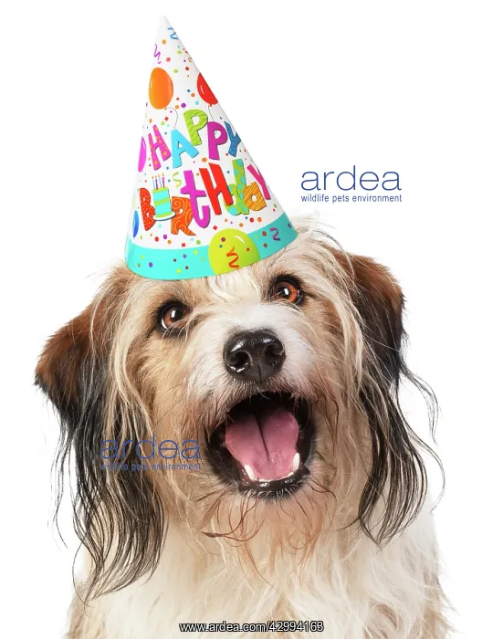 : Cross Breed Dog, mouth open, wearing Happy Birthday : Cross Breed Dog, mouth open, wearing Happy Birthday