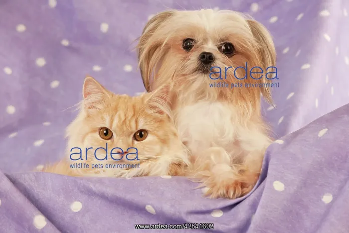 : Cross breed dog sitting next to ginger cat : Cross breed dog sitting next to ginger cat