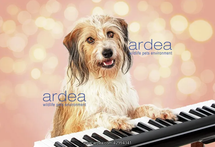 : Cross breed Dog, sitting at a piano / keyboard, paws on keys : Cross breed Dog, sitting at a piano / keyboard, paws on keys