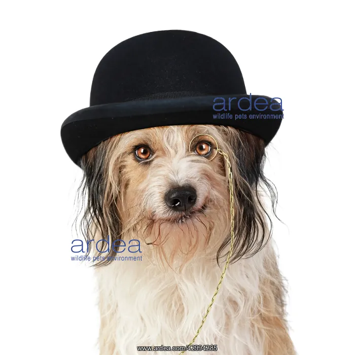 : Cross Breed Dog, smiling, wearing bowler hat and monocle : Cross Breed Dog, smiling, wearing bowler hat and monocle