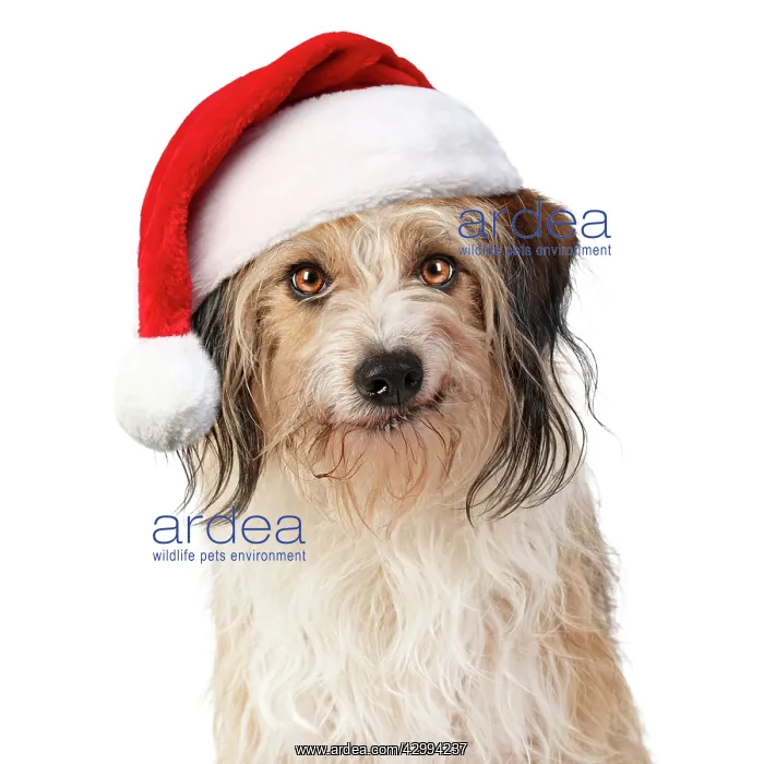 : Cross Breed Dog, smiling, wearing Christmas hat : Cross Breed Dog, smiling, wearing Christmas hat
