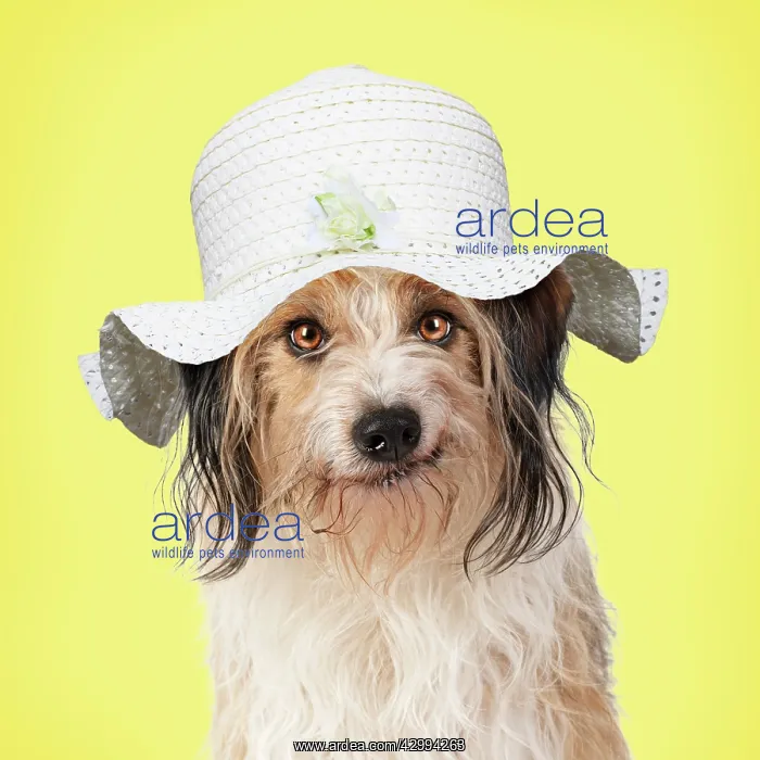 : Cross Breed Dog, smiling, wearing Easter bonnet : Cross Breed Dog, smiling, wearing Easter bonnet