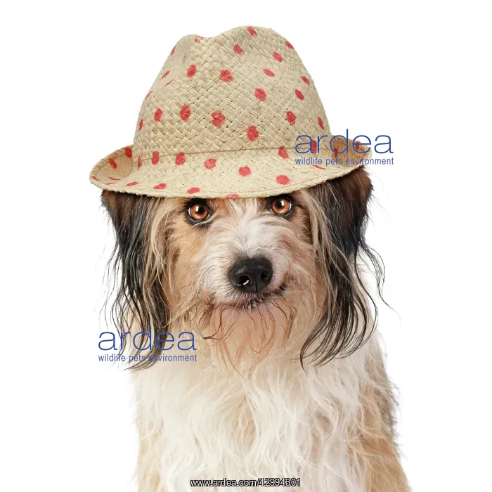 : Cross breed Dog, smiling, wearing sun hat : Cross breed Dog, smiling, wearing sun hat