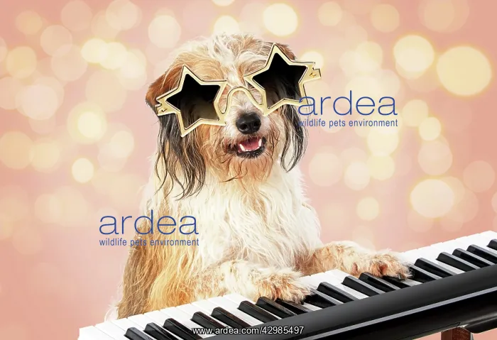 : Cross breed Dog, star sunglasses on sitting at : Cross breed Dog, star sunglasses on sitting at