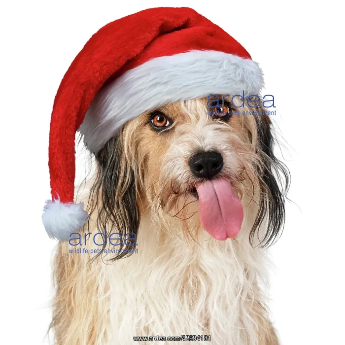 : Cross Breed Dog, tongue out, wearing Christmas hat : Cross Breed Dog, tongue out, wearing Christmas hat