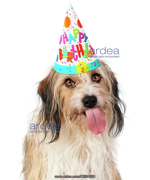 : Cross Breed Dog, tongue out, wearing Happy Birthday : Cross Breed Dog, tongue out, wearing Happy Birthday